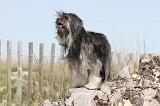 PETIT CHIEN LION 060